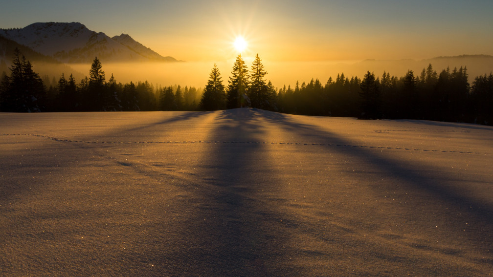 Tannen werfen einen Schatten in den Schnee im Morgenlicht