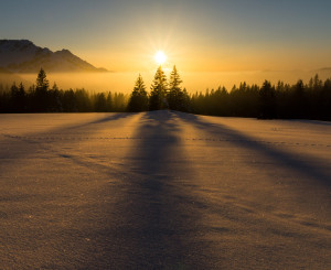 Tannen werfen einen Schatten in den Schnee im Morgenlicht