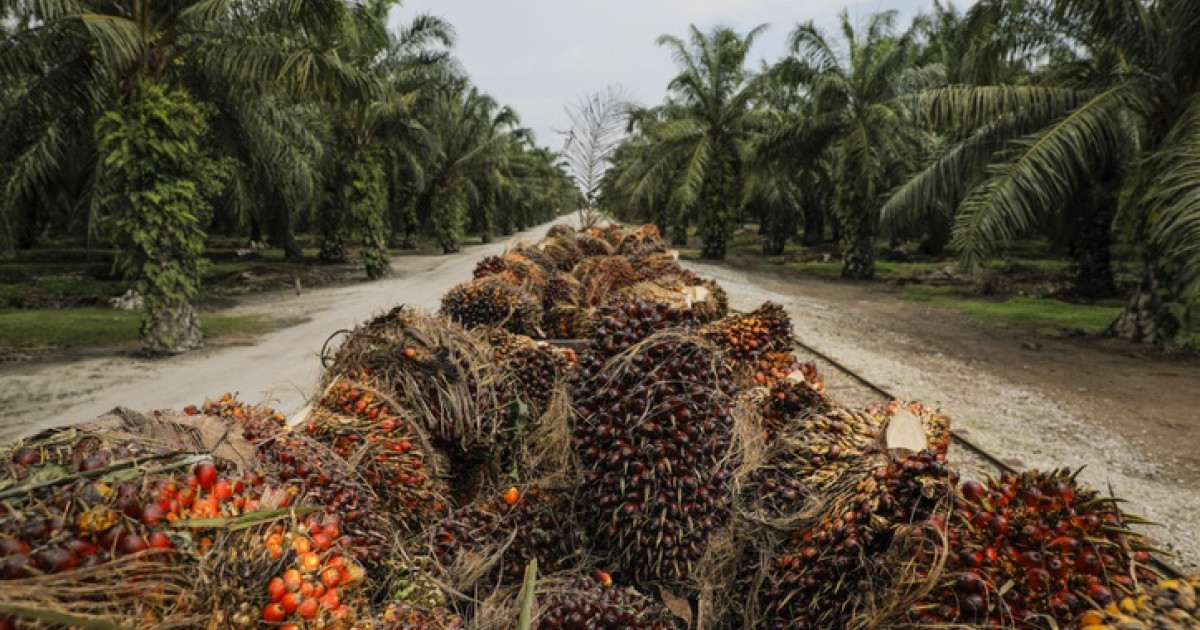 Le Risso Fri, une combinaison entre l'huile de palme et le Blanc de Bœuf  par Risso - B.R.A. Tendances Restauration